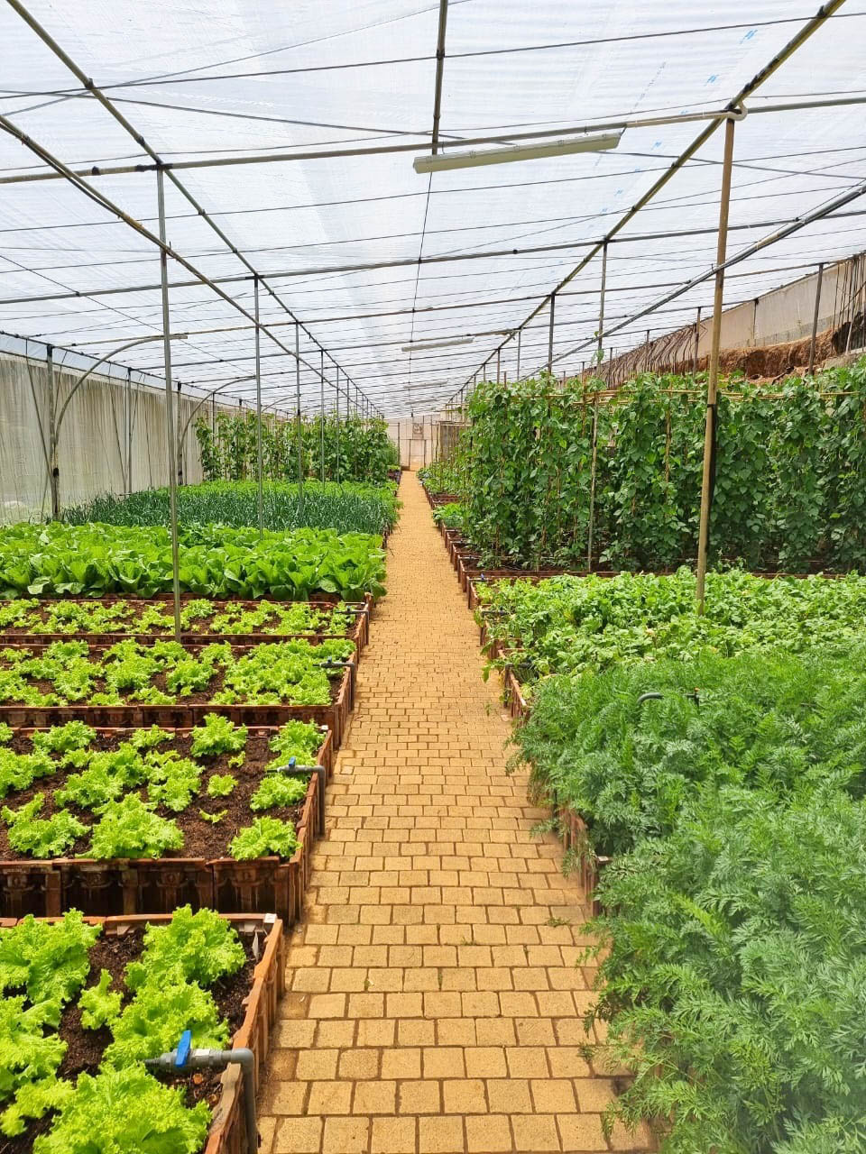 Organic Vegetable Garden In Nuwara Eliya Lakeside Cottages Nuwara